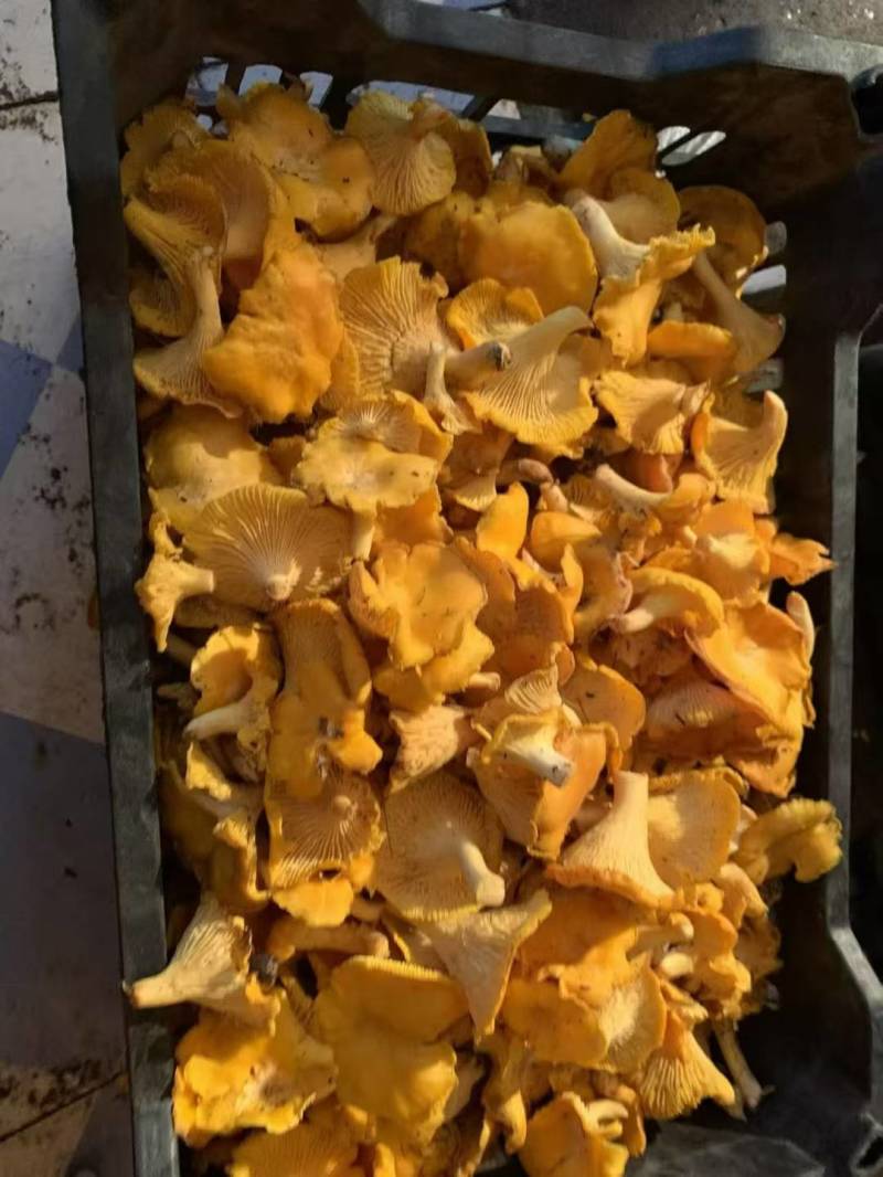 野生蘑菇