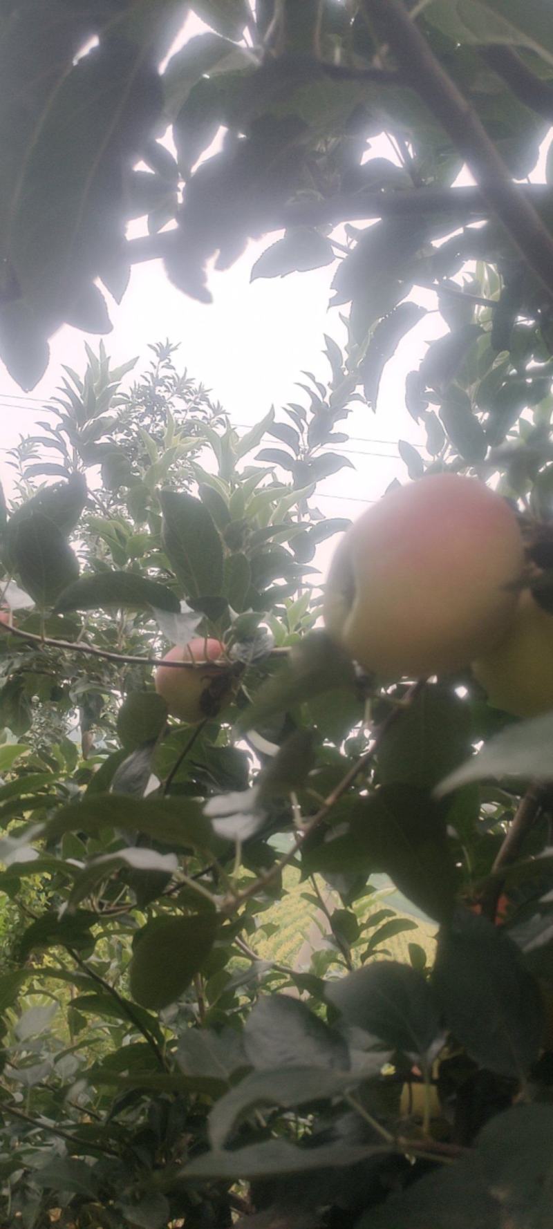 鲁丽苹果