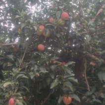 鲁丽苹果