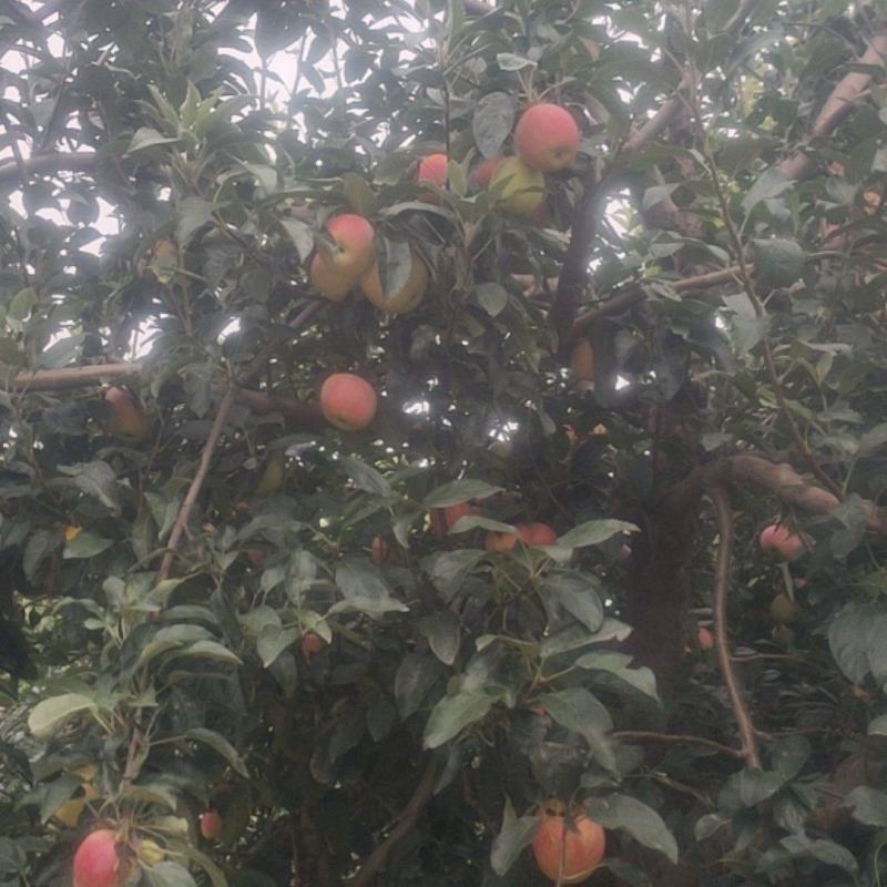 鲁丽苹果