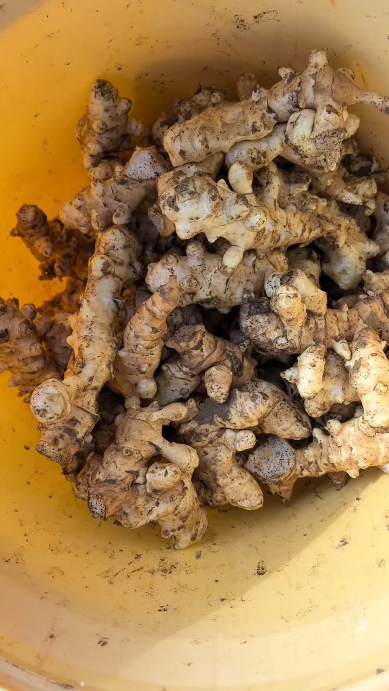 2026新鲜洋姜每天现挖