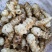 2026新鲜洋姜每天现挖