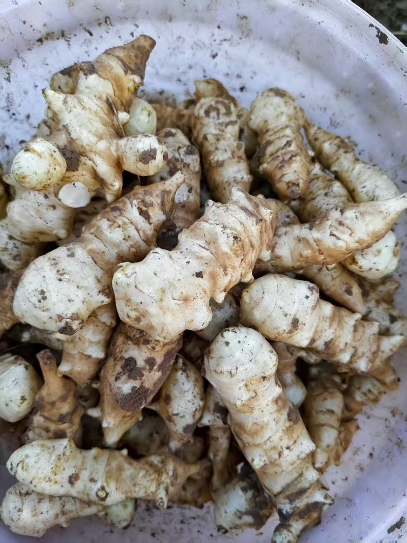 2026新鲜洋姜每天现挖