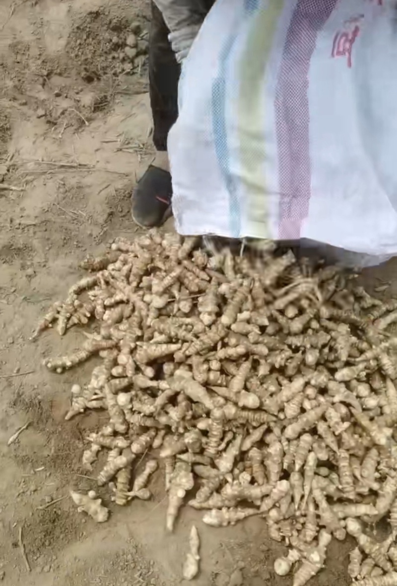 2026新鲜洋姜每天现挖