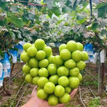 阳光玫瑰大量上市中