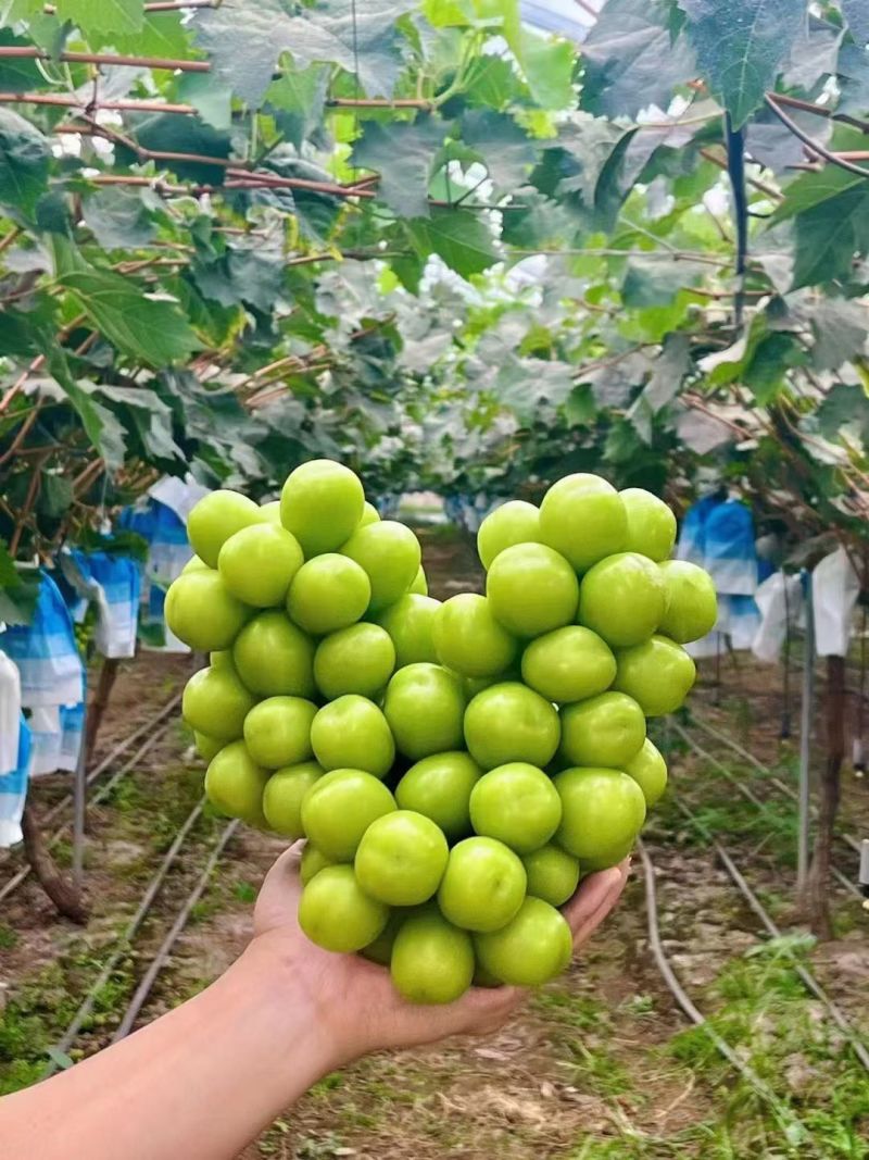 阳光玫瑰大量上市中