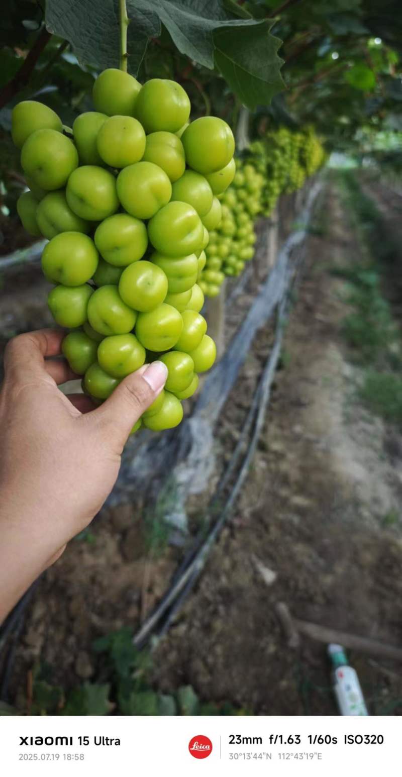 阳光玫瑰大量上市中