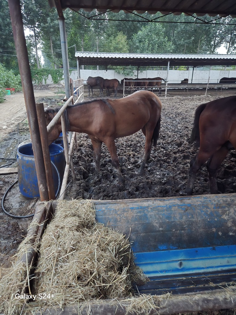 肉马伊犁马