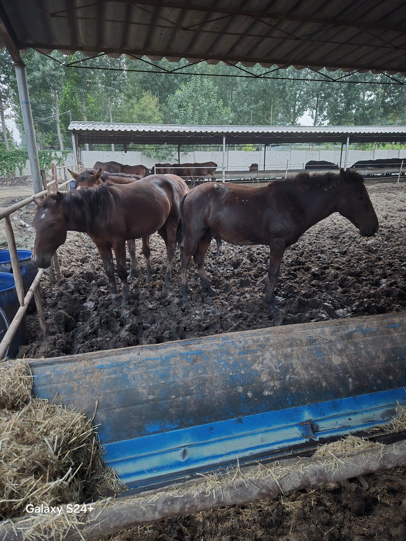 肉马伊犁马