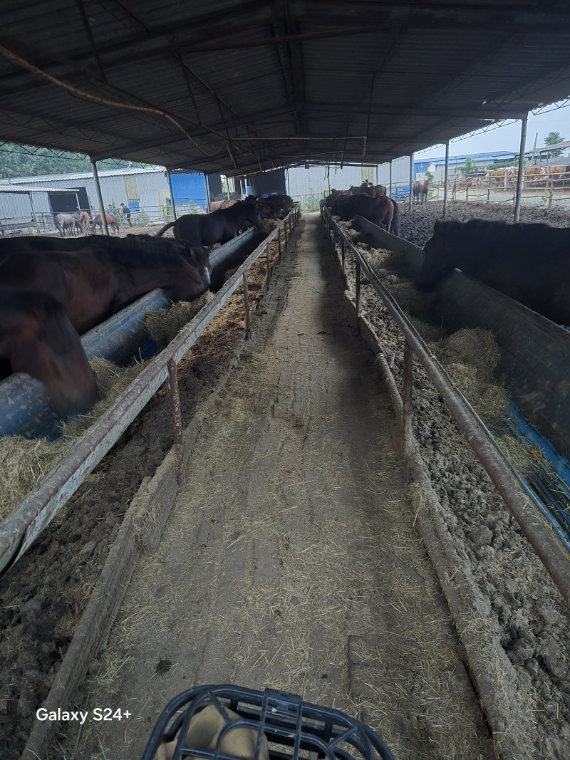 肉马伊犁马