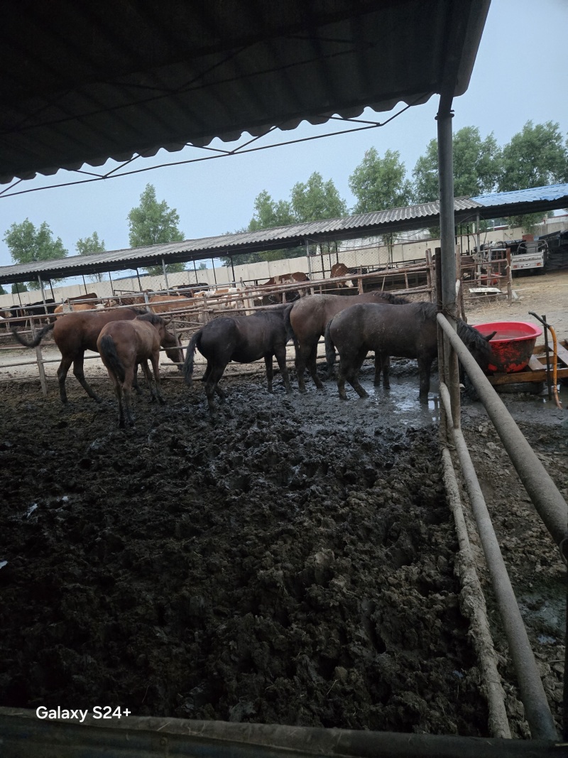 肉马伊犁马