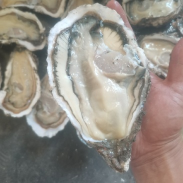 乳山生蚝，一手货源