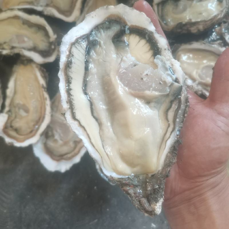 乳山生蚝，一手货源