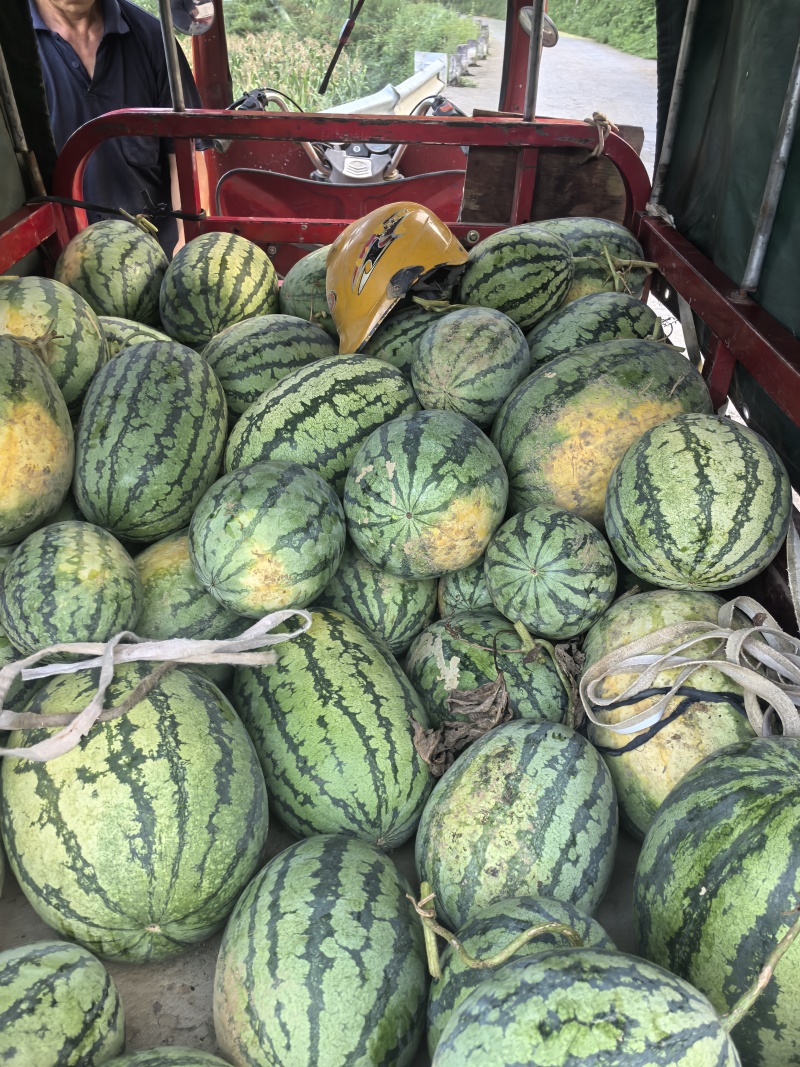西瓜，自己种的