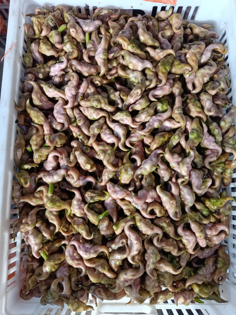 湖北菱角，洪湖菱角，产地直销，现货先发，老嫩菱角大量有货