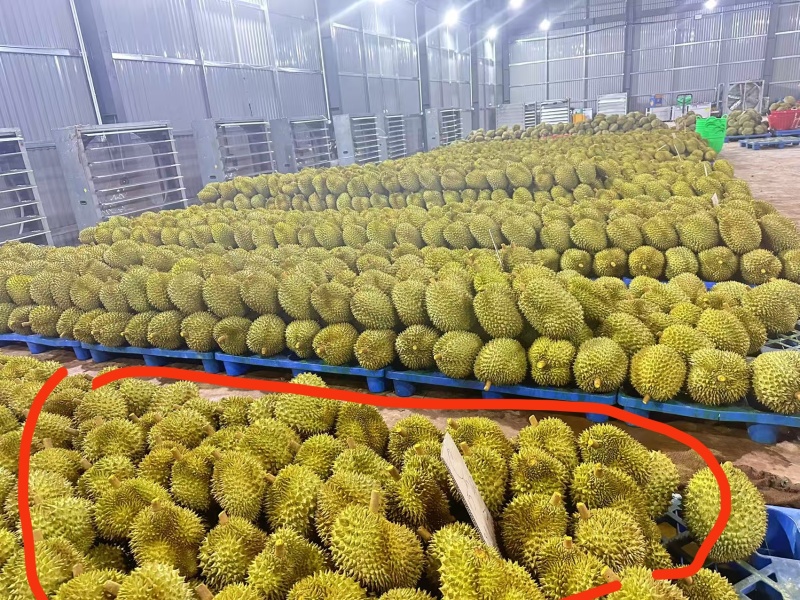 金枕榴莲A货靓甜正，每箱5-6颗