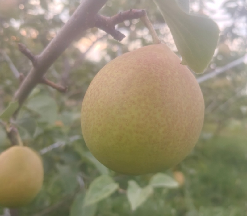 夕阳红梨丹霞红梨现货供应欢迎采购