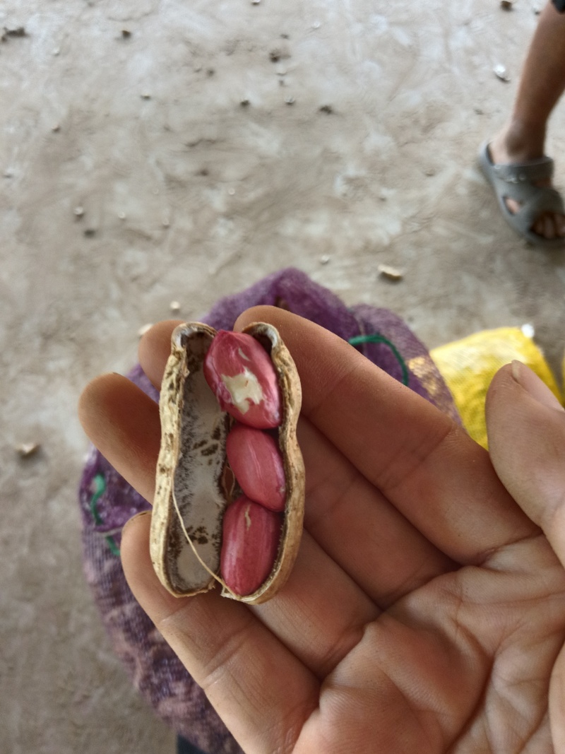 新鲜四籽红花生红皮花生