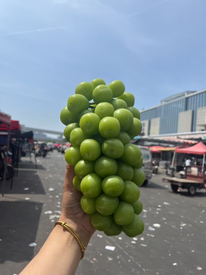 阳光玫瑰葡萄，颗粒大，串行大，口感超好，香，脆，甜，
