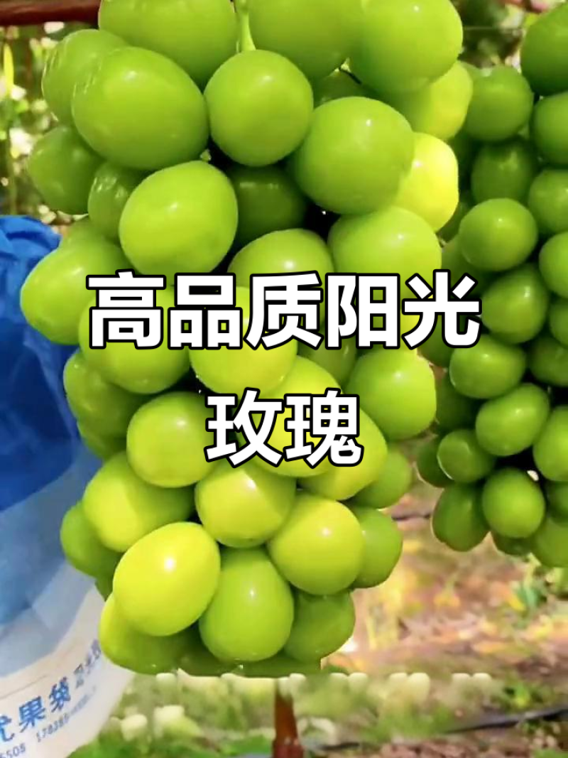 阳光玫瑰葡萄，颗粒大，串行大，口感超好，香，脆，甜，