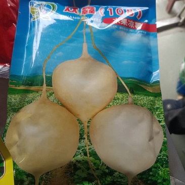 湖北精品凉薯即将上市，瓜型好，无虫眼，品质有保障需要的来
