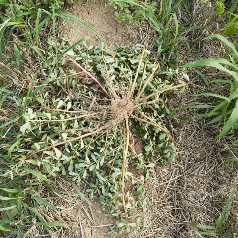 马齿苋马蜂菜
