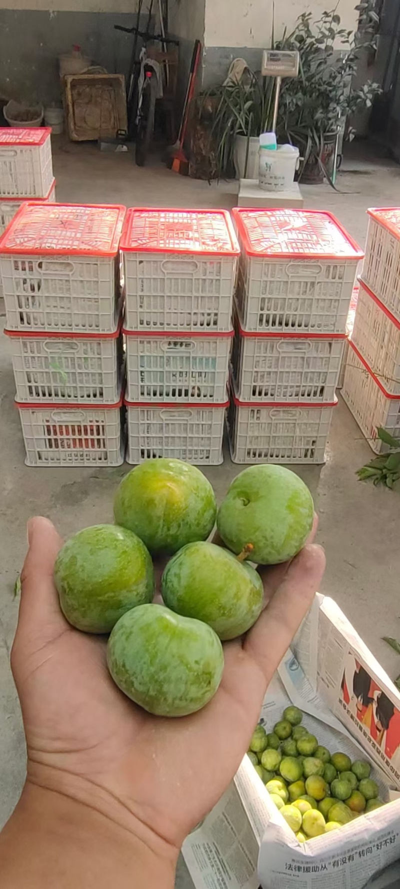羌脆李成熟了，需要的赶紧联系
