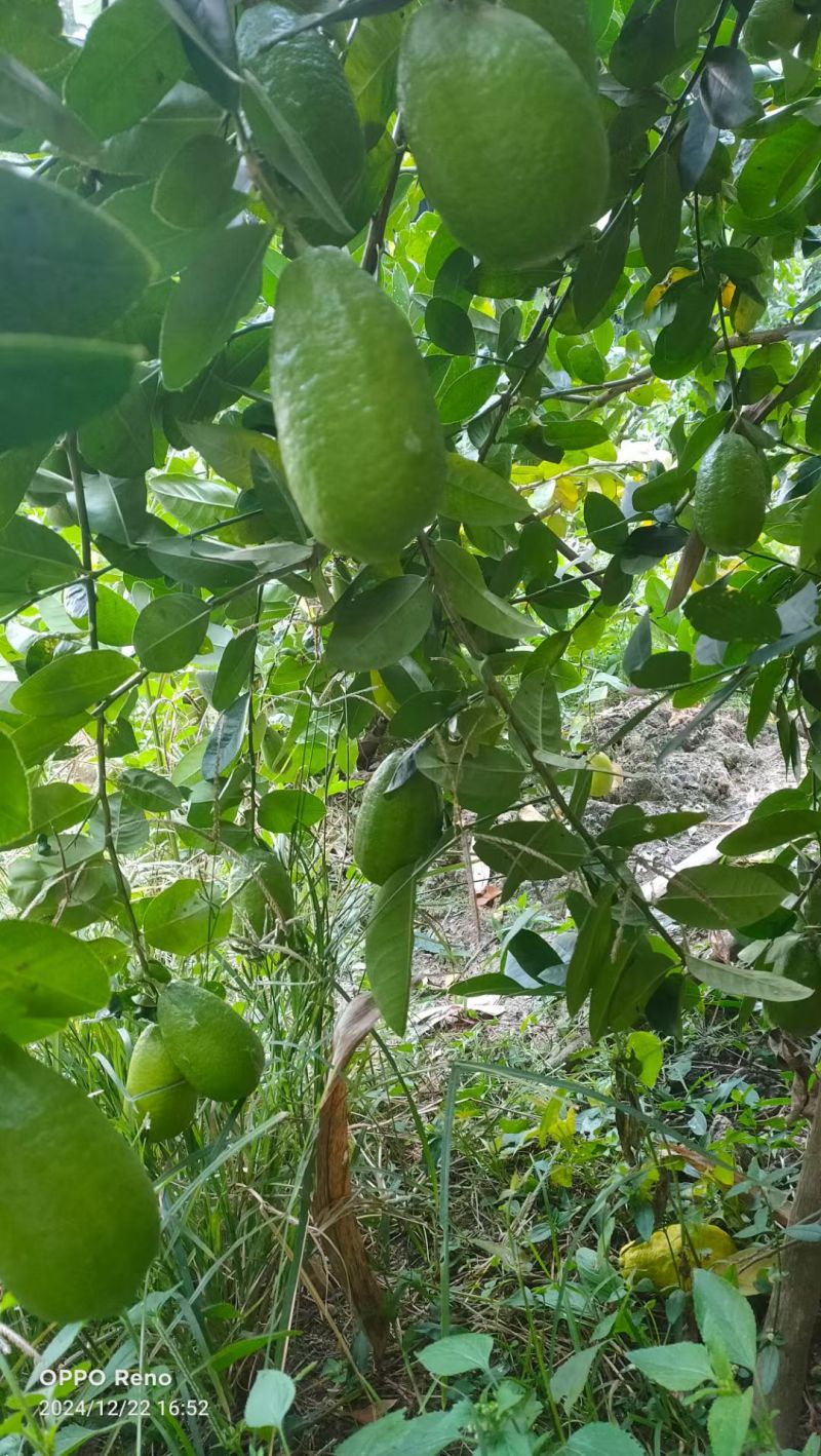 子弹头香水柠檬：高香无籽，皮薄多汁，源头直供