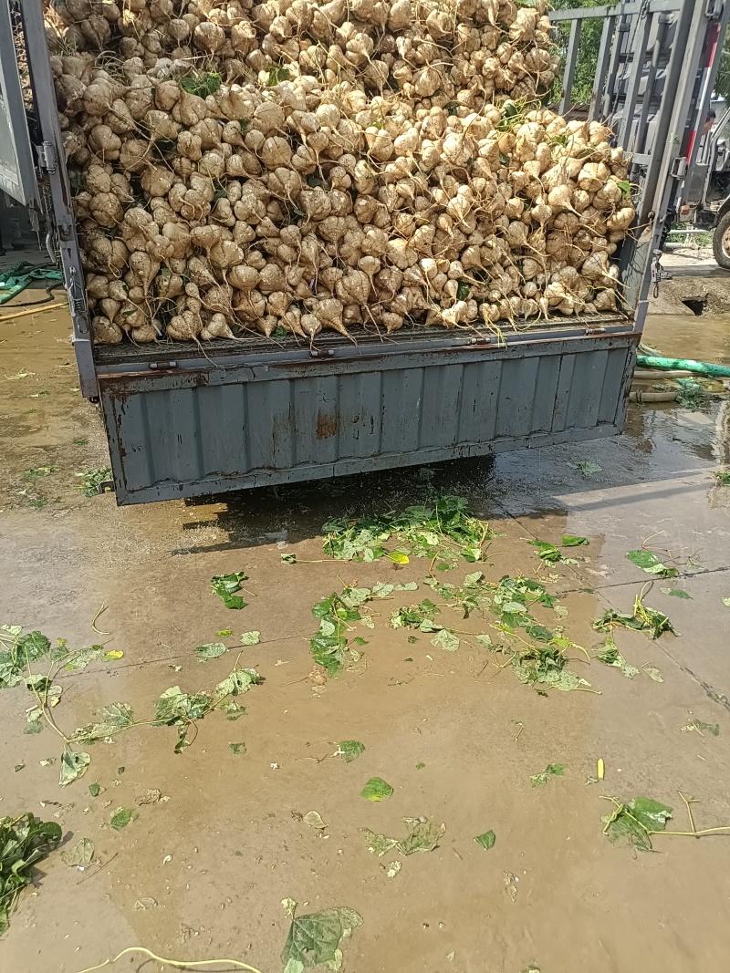 湖北精品凉薯即将上市，瓜型好，无虫眼，品质有保障需要的来