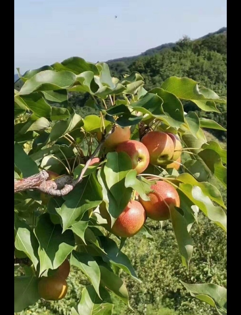 自己家果园，有自产南国梨4万斤，红南果，个头大，皮色好