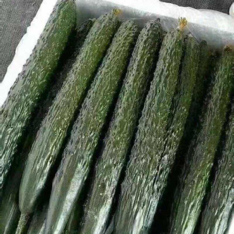 山东聊城莘县精品密刺黄瓜，大量有货，价格美丽，欢迎致电