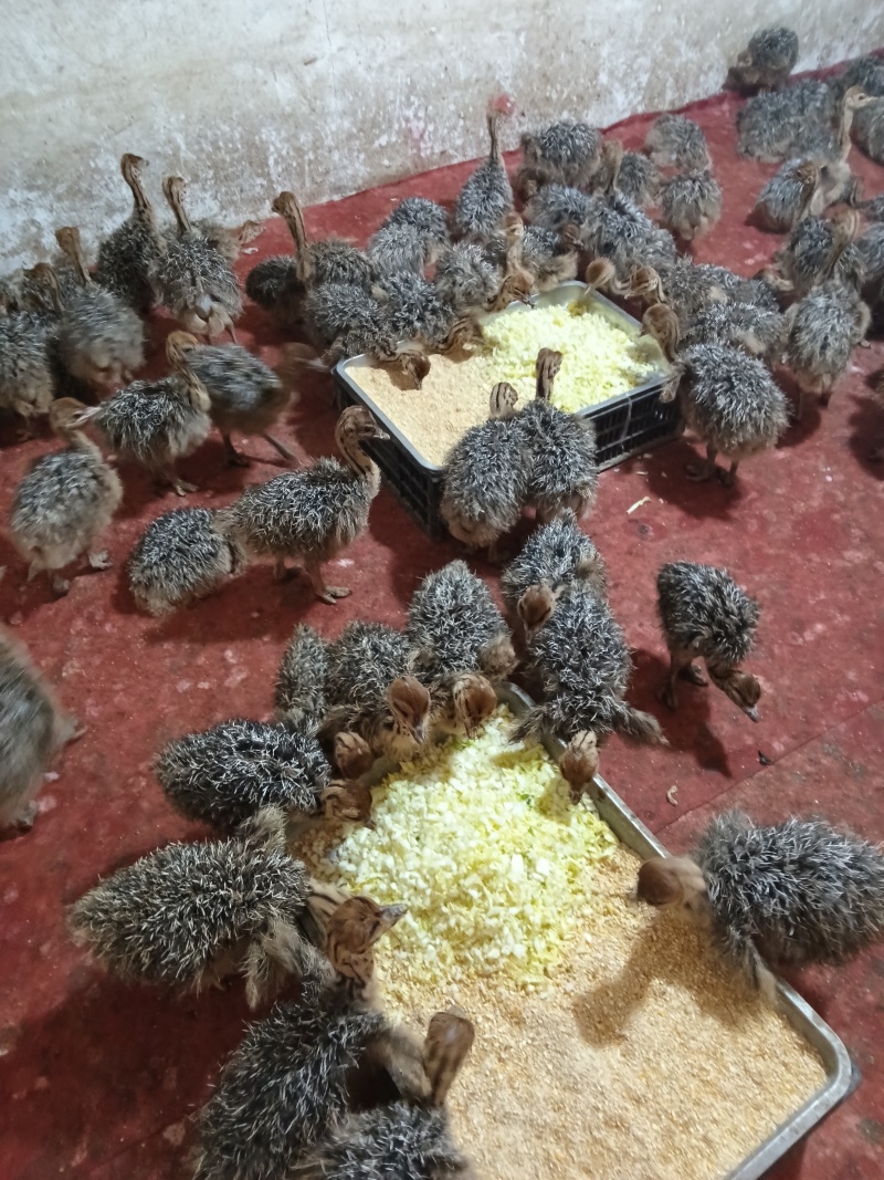 鸵鸟苗价格，非洲鸵鸟苗价格，青年非洲鸵鸟苗