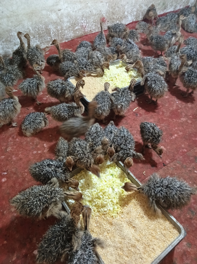 鸵鸟苗价格，非洲鸵鸟苗价格，青年非洲鸵鸟苗