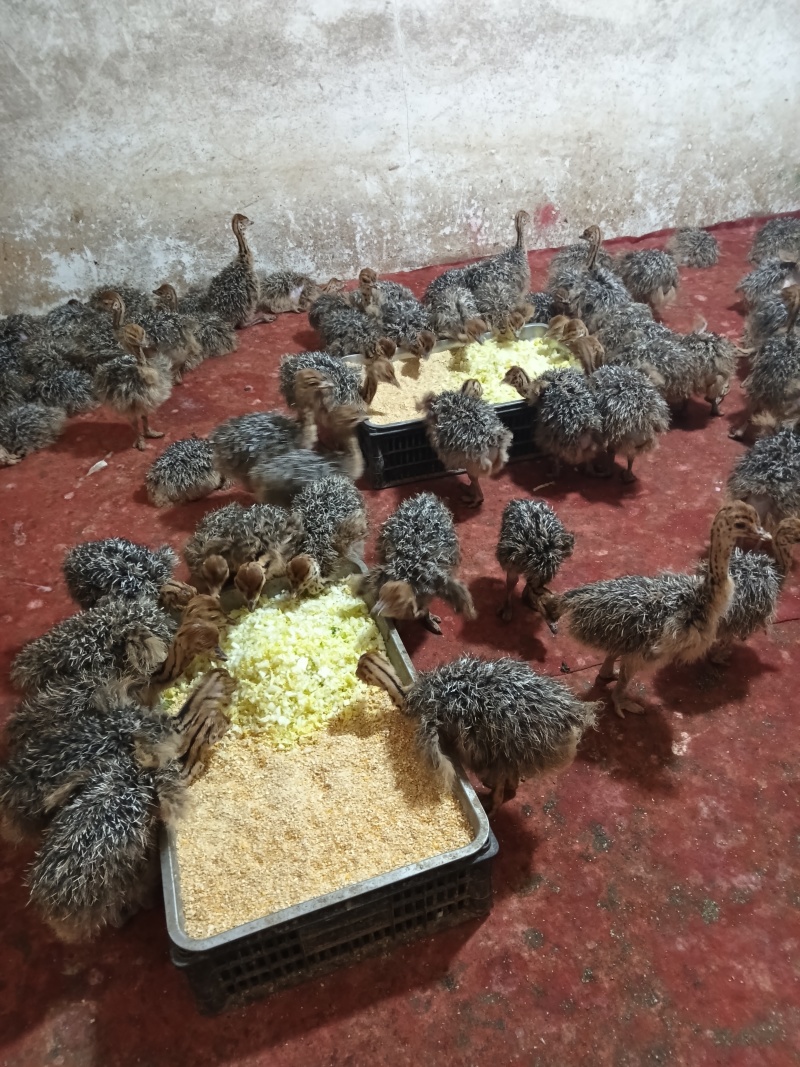 鸵鸟苗价格，非洲鸵鸟苗价格，青年非洲鸵鸟苗