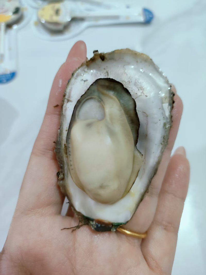 福建生蚝自养自销鲜活肥美专车价更优，欢迎进店沟通