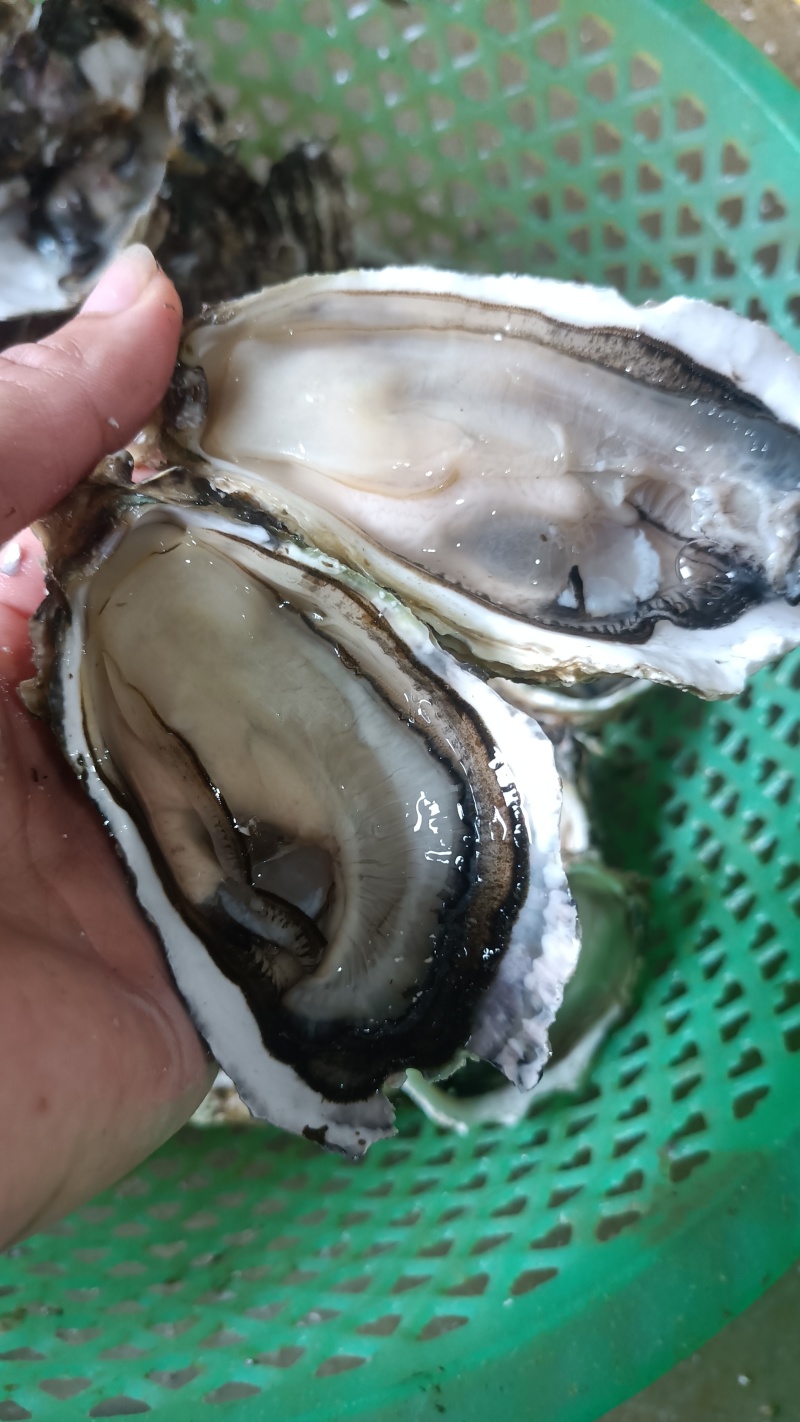 福建生蚝自养自销鲜活肥美专车价更优，欢迎进店沟通