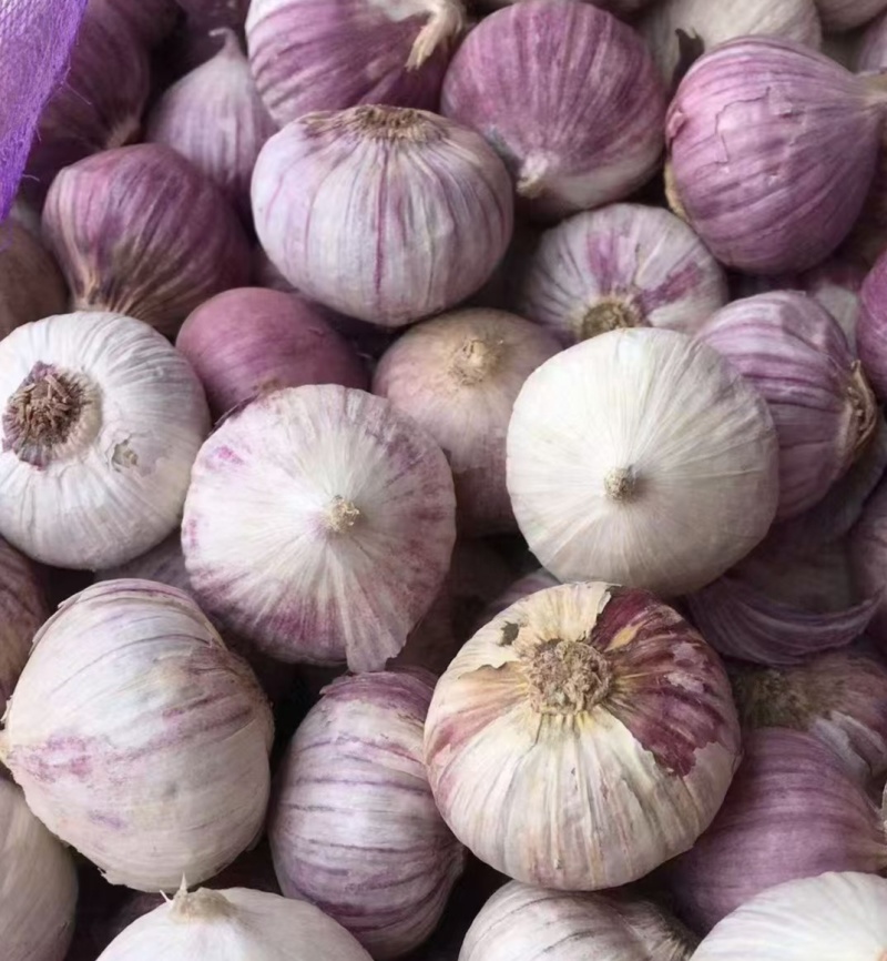 独头蒜，低价热卖，全国发货，坏烂包赔