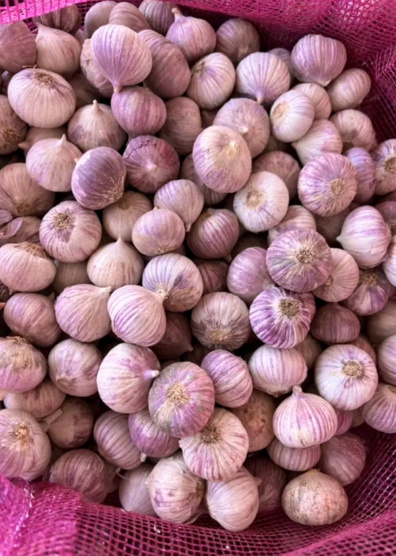 独头蒜，低价热卖，全国发货，坏烂包赔
