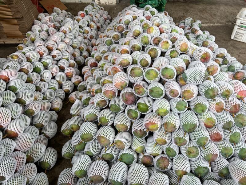 攀枝花凯特大芒果2026年新货现货一件代发