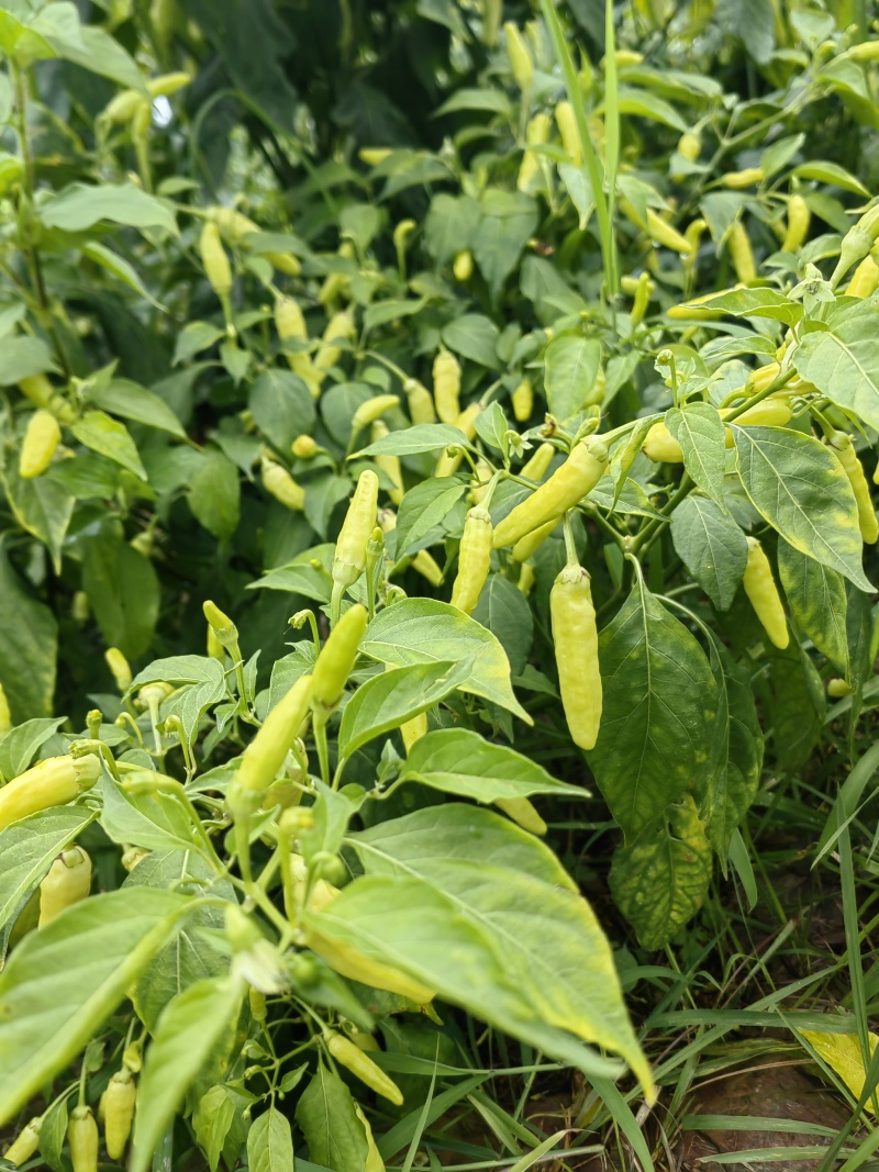 丘北皱皮野山椒