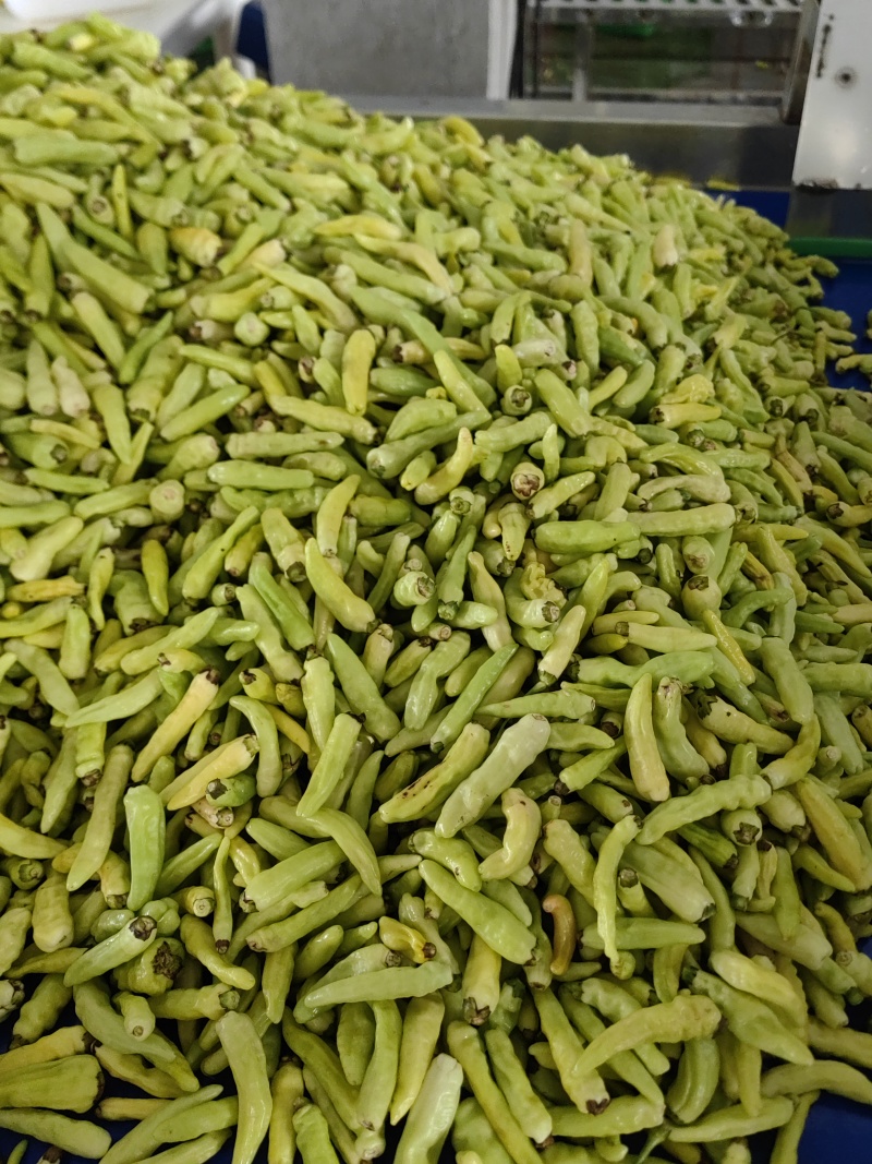 丘北皱皮野山椒