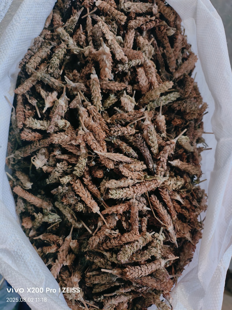 夏枯草