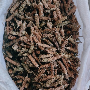 夏枯草