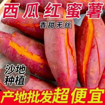 多种地瓜品种，西瓜红，白哈密，济薯26，烟薯25，龙薯9