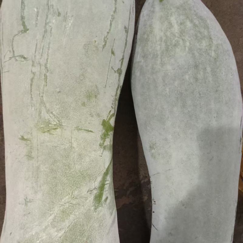 河南白皮大冬瓜产地一手货源量大价优欢迎随时电话联系