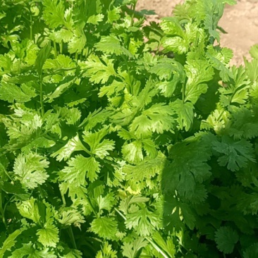 大量出售香菜。