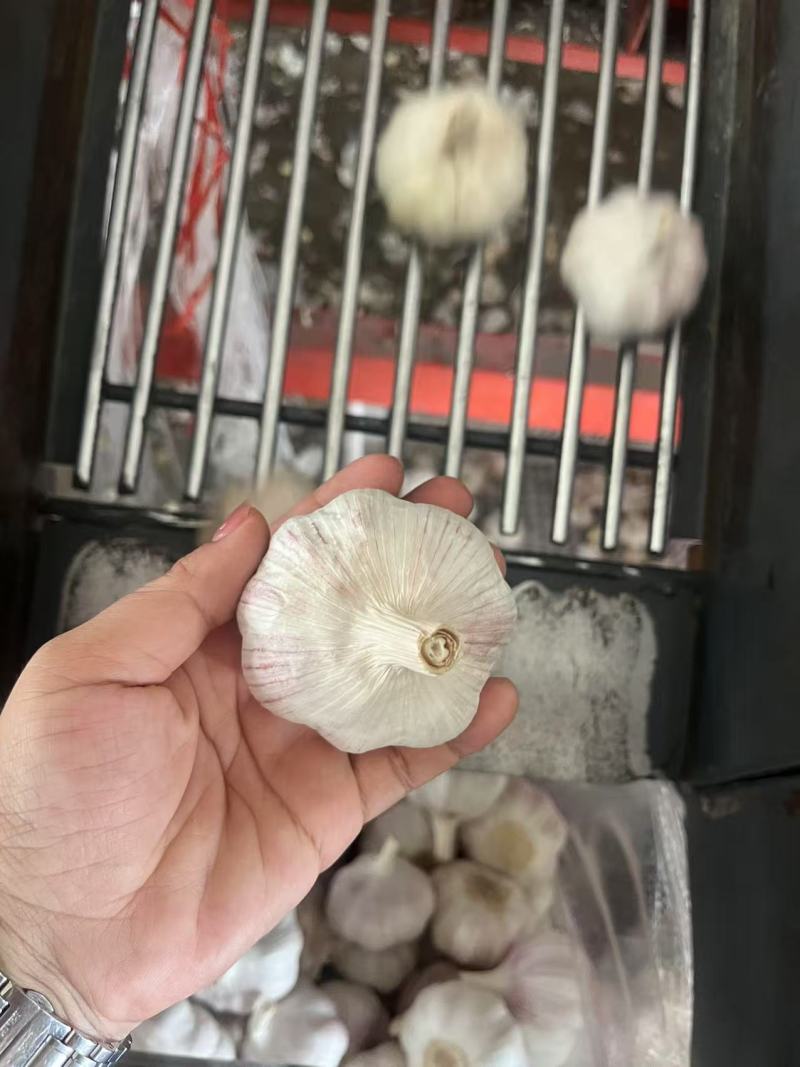 大蒜头