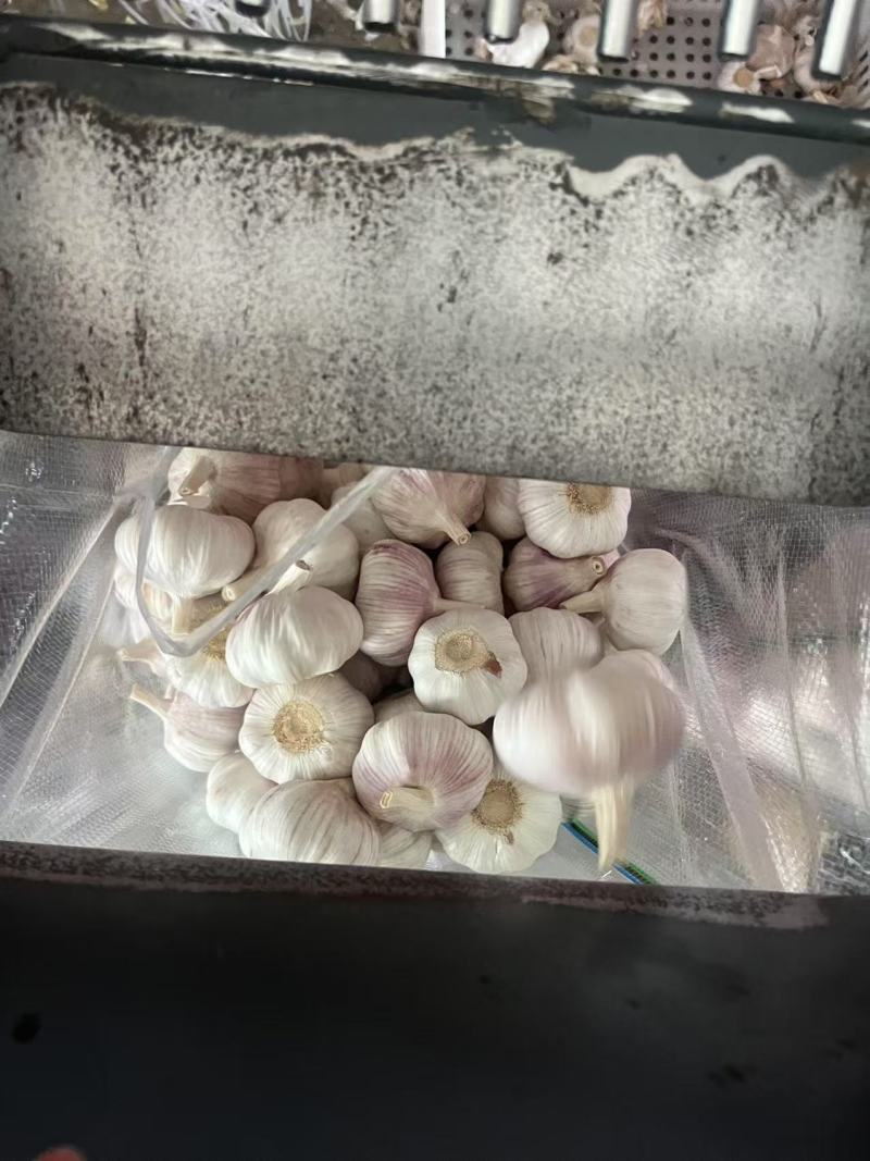 大蒜头