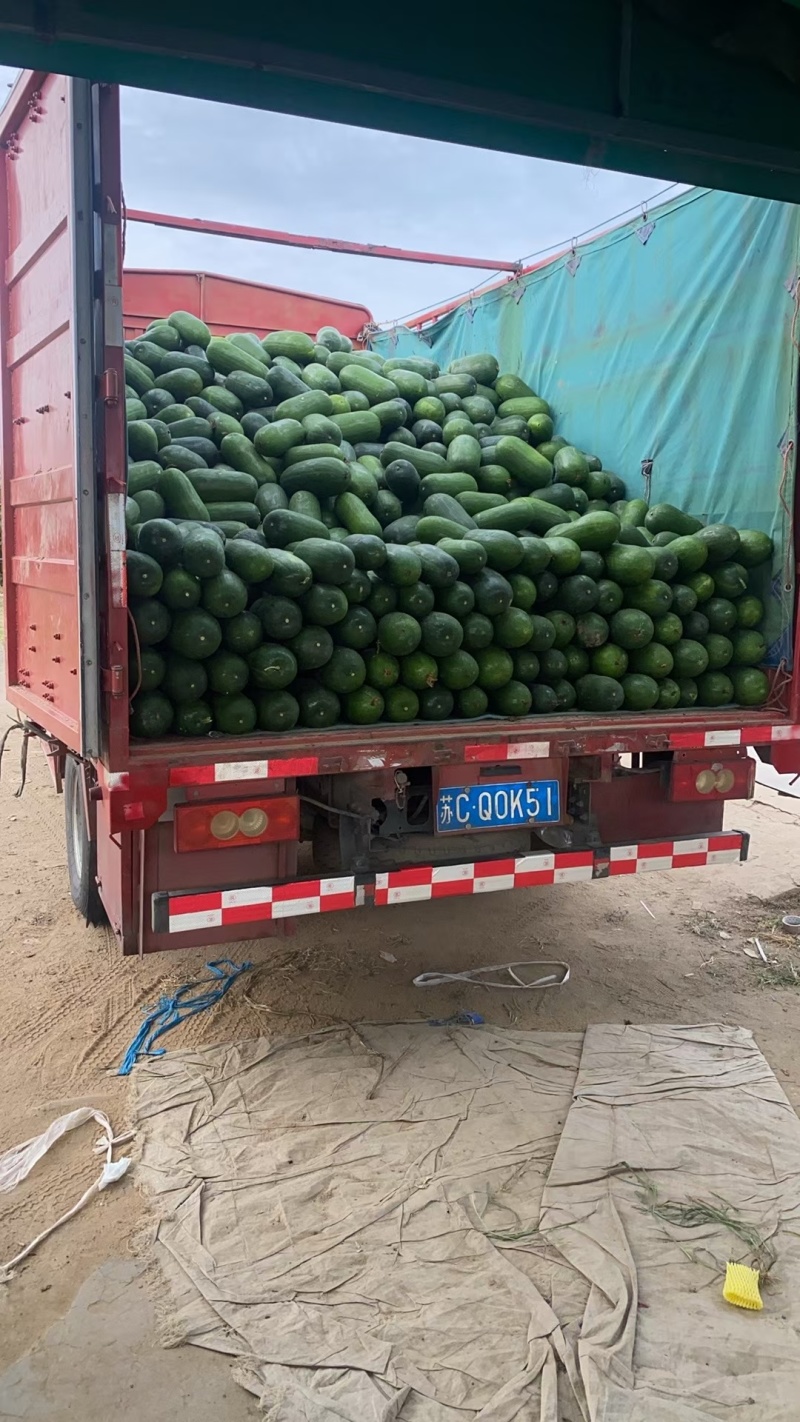 山东郯城精品水果冬瓜大量有货供应，有需要的联系