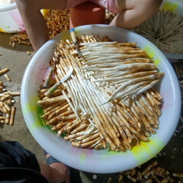 蒙自象牙菜